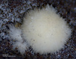 Eifel Mineralien Nickenicher Sattel Aragonit