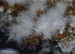 Eifel Mineralien Nickenicher Sattel Aragonit