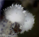 Eifel Mineralien Nickenicher Sattel Aragonit