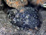 Eifel Mineralien Nickenicher Sattel Augit