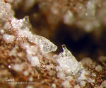 Eifel Mineralien Nickenicher Sattel Calcit