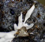 Eifel Mineralien Nickenicher Sattel Calcit