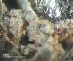 Eifel Mineralien Nickenicher Sattel Olivin