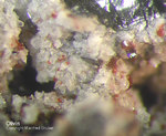 Eifel Mineralien Nickenicher Sattel Olivin