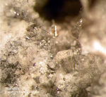 Eifel Mineralien Nickenicher Sattel Sanidin