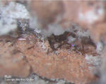 Eifel Mineralien Nickenicher Sattel Rutil