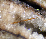 Eifel Mineralien Nickenicher Sattel Rutil