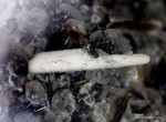 Eifel Mineralien Nickenicher Sattel Sellait