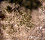 Eifel Mineralien Nickenicher Sattel Tridymit