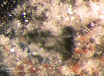 Eifel Mineralien Nickenicher Sattel Tridymit