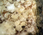 Eifel Mineralien Niveligsberg Sanidin