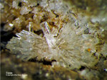 Eifel Mineralien Niveligsberg Topas