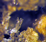 Eifel Mineralien Niveligsberg Topas