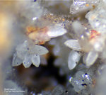 Griechenland Lavrion Mineralien Barbara Smithsonit