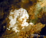 Griechenland Lavrion Mineralien Christiana Gearksutit