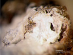 Griechenland Lavrion Mineralien Christiana Gearksutit
