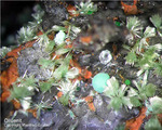 Mineralien Griechenland Lavrion Christiana Olivenit