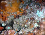 Mineralien Griechenland Lavrion Christiana Olivenit