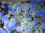 Mineralien Griechenland Lavrion Christiana Olivenit