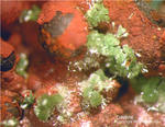 Mineralien Griechenland Lavrion Christiana Olivenit
