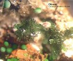 Mineralien Griechenland Lavrion Christiana Olivenit