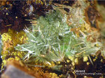 Mineralien Griechenland Lavrion Christiana Olivenit