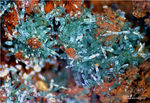 Mineralien Griechenland Lavrion Christiana Olivenit