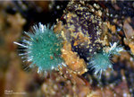 Mineralien Griechenland Lavrion Christiana Olivenit