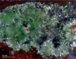Mineralien Griechenland Lavrion Christiana Olivenit