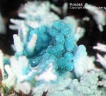 Mineralien Griechenland Lavrion Christiana Rosasit