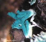 Mineralien Griechenland Lavrion Christiana Rosasit