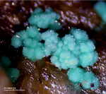 Griechenland Esperenza Mineralien Annabergit