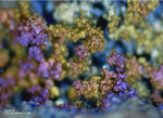 Mineralien Laurion Lavrion Hilarion Goethit