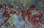 Mineralien Griechenland Lavrion Hilarion Karminit