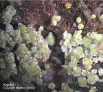 Mineralien Griechenland Lavrion Hilarion Kaňkit