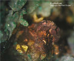 Mineralien Griechenland Lavrion Hilarion Chalkopyrit(Kupferkies)