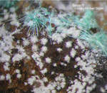 Griechenland Mineralien Lavrion Jean Baptiste Beyerit