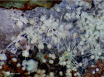 Griechenland Mineralien Lavrion Jean Baptiste Beyerit