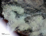 Griechenland Mineralien Lavrion Jean Baptiste Beyerit