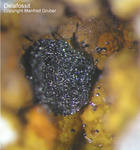Griechenland Mineralien Lavrion Jean Baptiste Delafossit