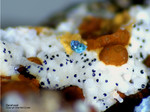 Griechenland Mineralien Lavrion Jean Baptiste Delafossit