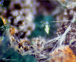 Griechenland Mineralien Lavrion Jean Baptiste Mixit