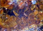 Griechenland Mineralien Lavrion Jean Baptiste Segnetit