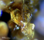Griechenland Mineralien Lavrion Jean Baptiste Segnetit
