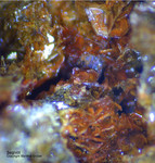 Griechenland Mineralien Lavrion Jean Baptiste Segnetit