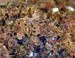 Griechenland Mineralien Lavrion Jean Baptiste Segnetit