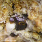 Mineralien Eifel Bellerberg Andradit