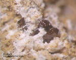 Mineralien Eifel Bellerberg Andradit
