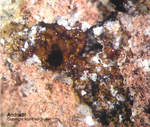 Mineralien Eifel Bellerberg Andradit