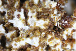 Mineralien Eifel Bellerberg Andradit